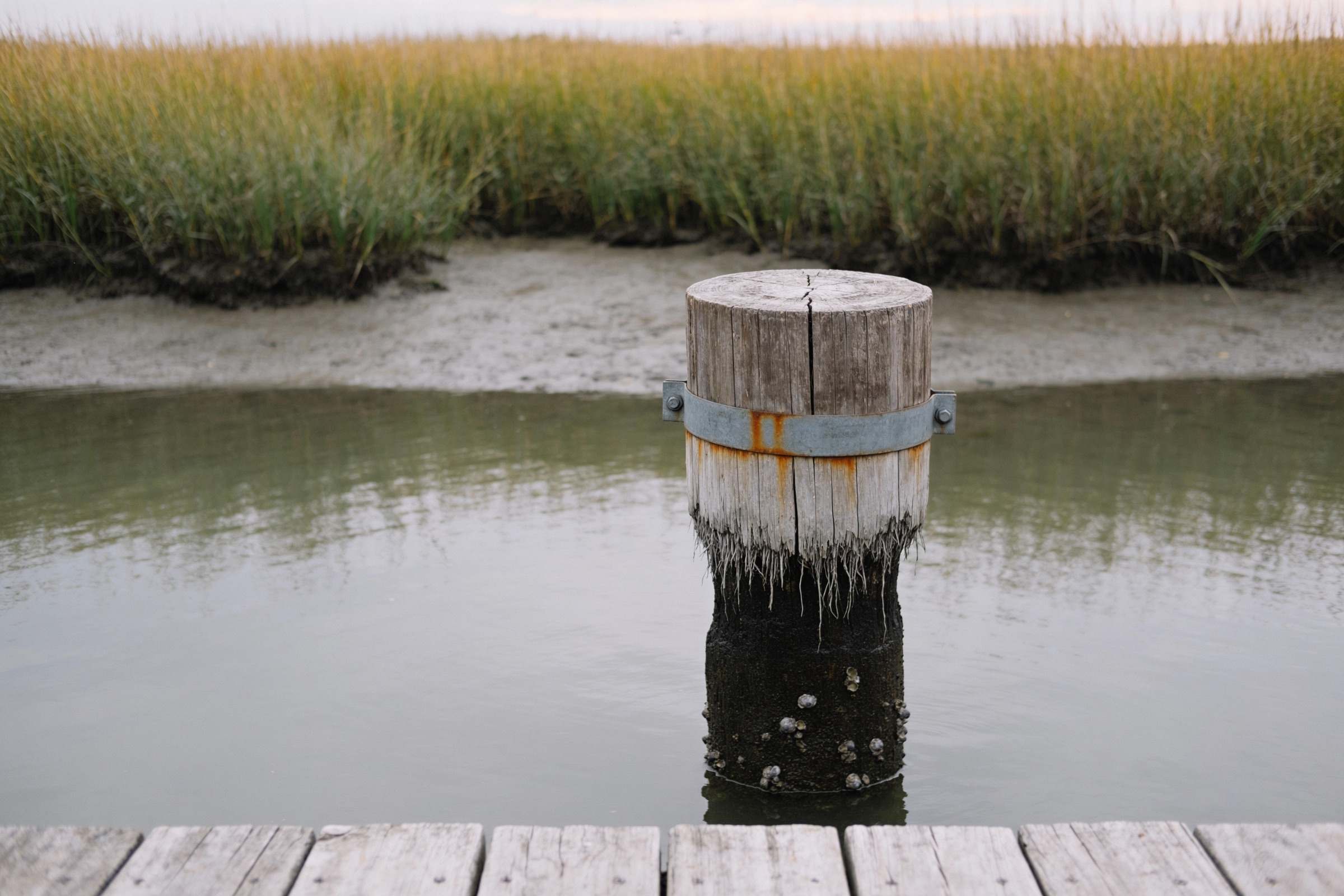 A dock piling at the waterline at low tide, the wood narrowing to frayed fibres where it meets the water, with barnacles on the dark section below and a rusting steel strap above.