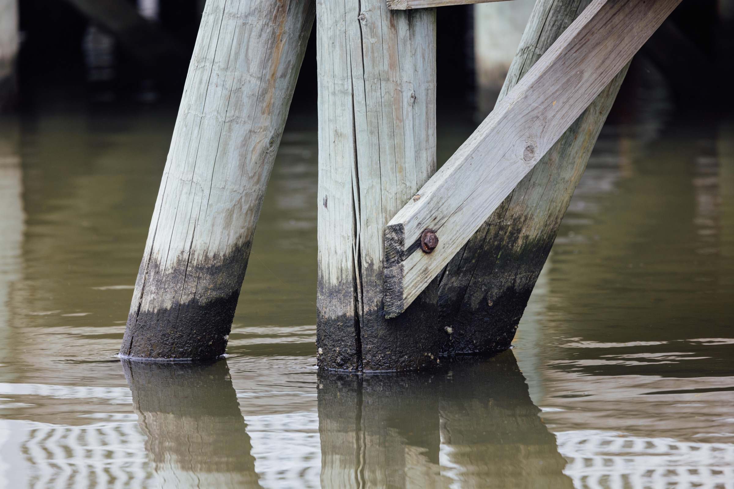 Three dock pilings leaning out of plumb at the waterline, with a split in the centre piling and a rusted bolt on the diagonal brace.